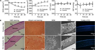 Dose- and Time-Dependent Cytotoxicity of Carteolol in Corneal Endothelial Cells and the Underlying Mechanisms